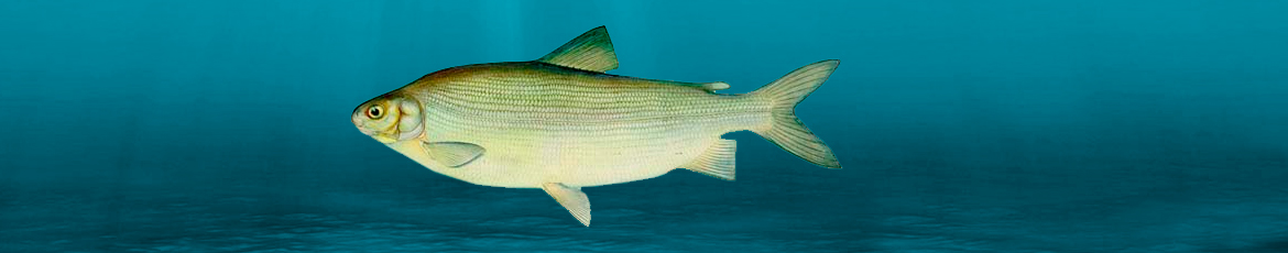 Щекур Рыба Фото Описание Цена